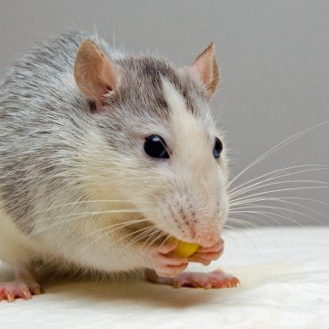 small mouse eating